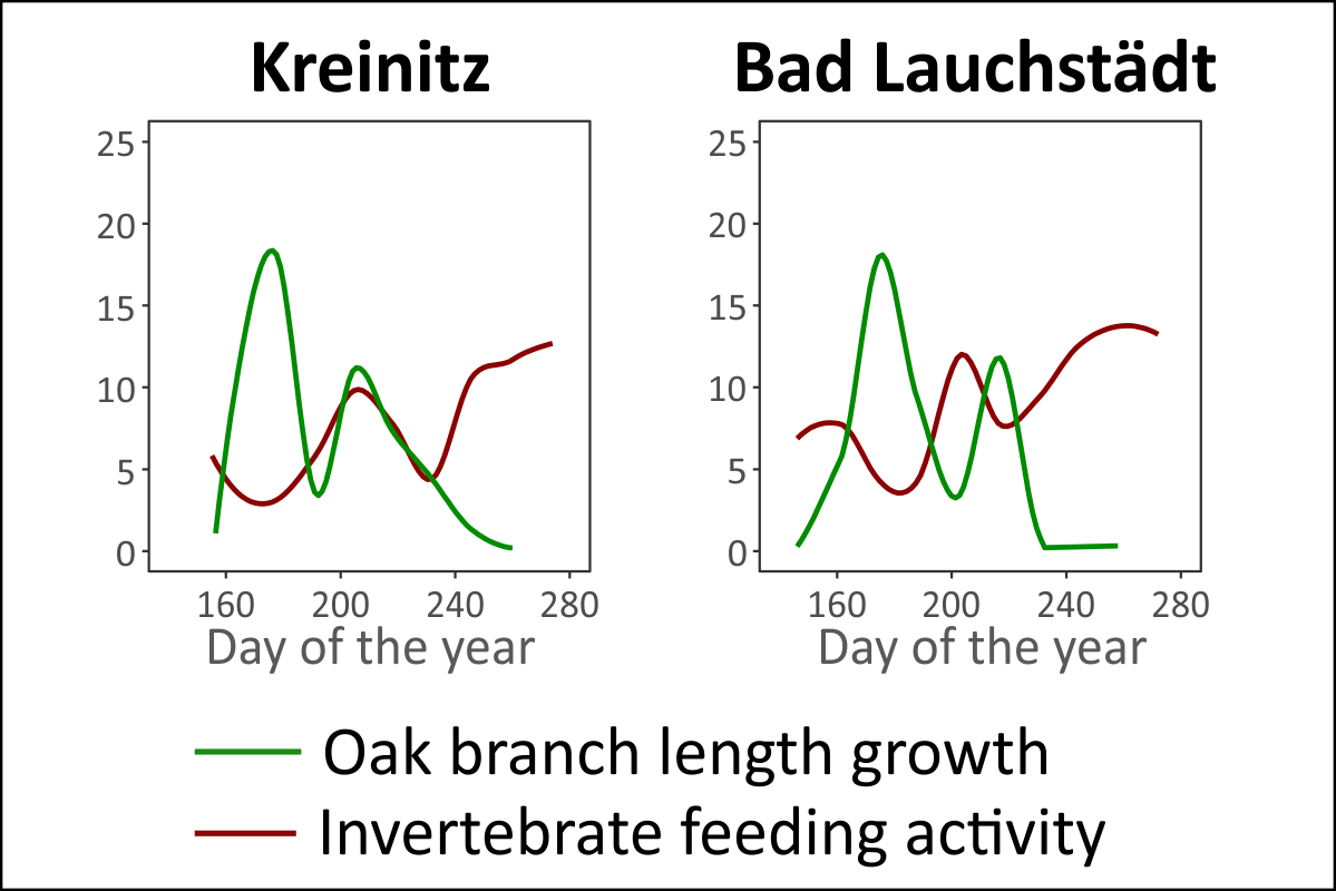 Anticyclic shoot length growth and soil activity determined by the alternating root and shoot growth of the oaks. Graphic: Eisenhauer et al. 2018, doi: 10.1016/j.tree.2018.09.010